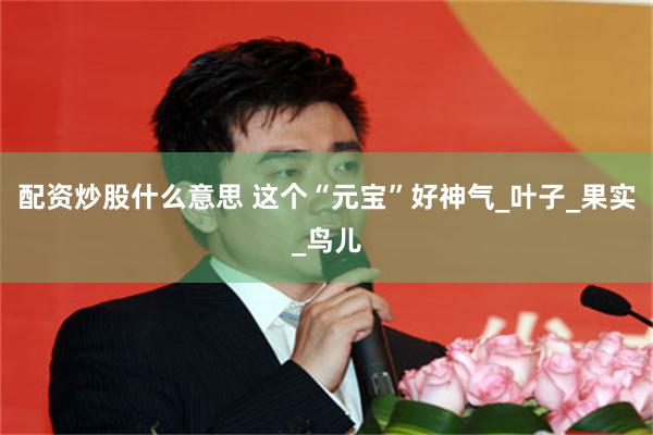 配资炒股什么意思 这个“元宝”好神气_叶子_果实_鸟儿